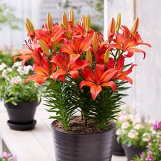 구근 백합 매트릭스(A)(분화 미니종) 1구(구근둘레14/16cm), 1개