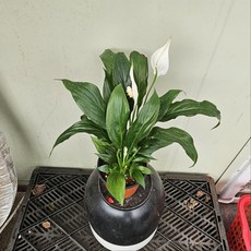 그린식물팜 소엽 스파트필름 소품 공기정화, 1개