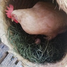 닭산란통 닭 둥지 집 산란 바구니 산란장 볏짚 닭알 닭알낳는집 토끼 은신처, 항아리 둥지 (폐쇄형)