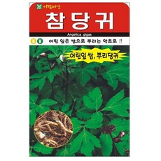 참당귀 씨앗 뿌리채소 종자, 2개