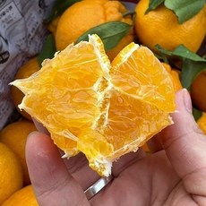 한라봉 선물세트 중과 가정용 한라봉 한라봉 선물세트 한라봉 5kg 제주 한라봉, 1박스