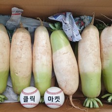 클릭마켓 국내산 햇 무 국산 무우, 1박스, 20kg