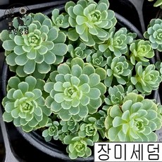 [풀멍상점] 장미세덤 / 노지.월동 야생/ 선별발송 분채배송/ 방수라벨 이름표포함-농장직