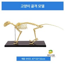 동물 뼈 모형 강아지 해부학 동물병원 수의사 교구 수의학 장난감, 1개, 소형묘 골격, 1cm