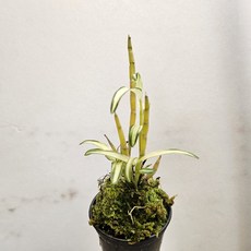 목부작에 잘붙는~황화석곡, 1개