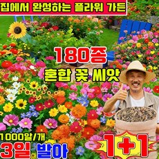 플라워가든 프리미엄 씨앗 노지 월동 다년생 꽃 씨앗 4계절 꽃 씨앗 혼합 꽃씨앗 꽃바다조합씨앗 집에서 완성하는 플라워 가든 프리미엄 씨앗 세트, 2개