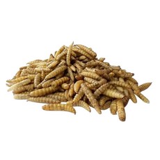 PJ小舖 黑水虻乾 兩棲爬蟲高蛋白飼料 澤龜守宮蜥蜴 蜜袋鼯刺蝟倉鼠鬆獅鳥鸚鵡, 1g, 1個