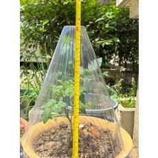 식물 보호 덮개 방충 꼬깔 텃밭 보온 캡 모종 초대형 바닥 말뚝 포함 커버 중형 20cm 19.5cm 2개커버, 특대형 29cm 28cm 10개커버지지대미포함