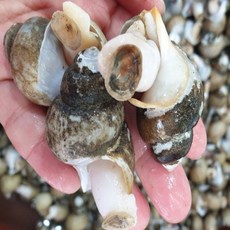 [BJMarket] 청정해역 동해안 자연산 흑골뱅이 1kg 생물흑골뱅이, 흑골뱅이 50-70미 자숙급냉