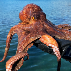 [특등품] 자연산 돌문어 통영 당일바리, 1개, 1kg[1~3미]