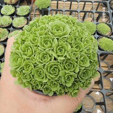 로슈아로아 바위솔 월동되는 다육식물 다육이, 1개