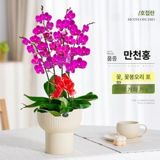 가짜꽃 호접란 카페 인테리어 식물 탁상용 난초, 화분 포함, 챔피언 컵 레드 4줄기