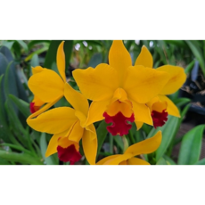 [신라난농원]카틀레야.도쿄매직.꽃대있음.필독뒷사진참고., 1개