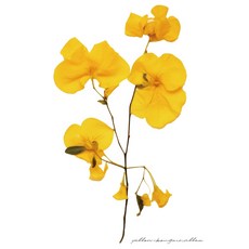 식물 플랜테리어 감각있는 인테리어 사진 포토 액자 홈인테리어 방꾸미기 카페 포스터 A2 A3 A4 01, 03