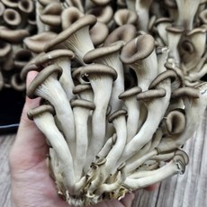산지직송 국내산 GAP인증 무농약 흑타리버섯 느타리버섯 대용량, 1박스, 4kg
