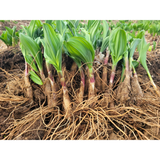 강원도 고랭지 산마늘 모종 10년생 100촉 울릉도종 명이나물 모종, 100개
