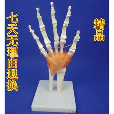 무릎 모델 모형 인체 관절 발 손 뼈 골격 구조, 손가락