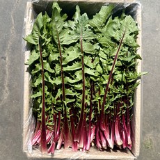 농진사 적치커리 국내산 특품, 1개, 2kg