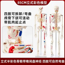 전신 골격 모형 해부학 분해 실험실 85cm 뼈 골격 (심장혈관) 구조 85cm 교구, I. 85cm 수직 근육 채색 및 척추간판 신