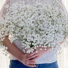 오후의 꽃 안개꽃 한단 꽃다발 셀프웨딩 부케 꽃배달 싼곳, 소형, 화이트, 1개