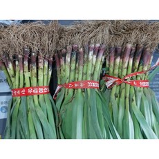 햇 풋마늘 짱아치 잎마늘 1단 1kg, 1개