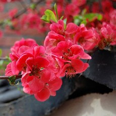 [충북농원] 홍도화 꽃복숭아나무 홍도화나무 묘목 - 접목묘, 접목/1년생/중묘, 1개