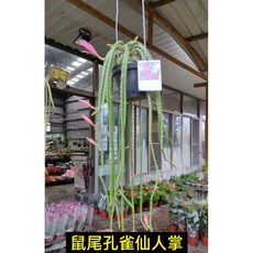 霏霏園藝鼠尾孔雀仙人掌 特價2000元 數量有限 觀賞植物 綠植盆栽, 1個