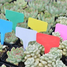 묘목라밸 모종팻말 홈가든 모종 작물표시 기록확인 식물라벨 T자형, 본상품