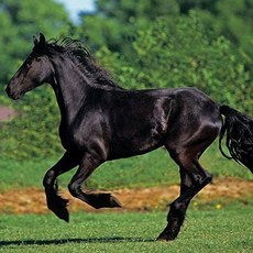 500조각 흑마의 PR3569 직소퍼즐 질주 19101EA 1(EA), 1개