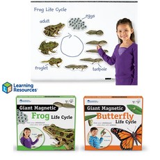 특대형 자석 개구리 일생 모형 LER6041나비 한살이 모형 LER6043 학급 자석보드 학습교구 유치원 초등교재, 2. 나비 한살이 모형 LER6043, 1개