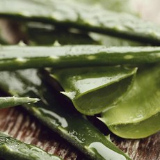 국산 무농약 생알로에 사포나리아 2kg 6~8잎 내외, 1개