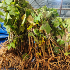 엄나무 묘목 음나무 개두릅 약용수, [ 엄나무묘목 2년생 ], 1개