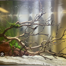 키시레움 유목 어항 꾸미기 레이아웃, 1개