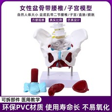 여성 골반뼈 모형 출산 교육 해부학 근육 모델 요추 골격, 여성 골반 하단 근육 요추