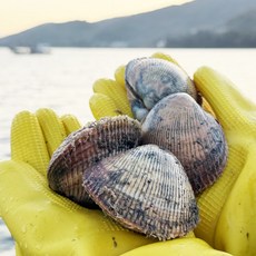 제철 여수 초코 순살 새소개, 1개, 200g