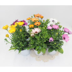 [골든플랜트] 데모루펄멈 오스테오스 아프리칸데이지 데모르포체카 색상랜덤 겹꽃 야생화 마당 정원 화단꾸미기 봄꽃, 1개