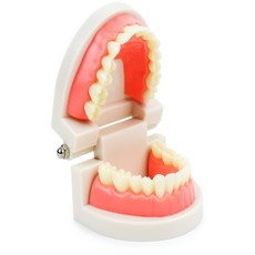 더가몽 교육용 치아 모형 구강모형