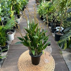 긴기아난 버드로즈 봄꽃 향기나는 난 꽃 광명IC화훼유통, 1개