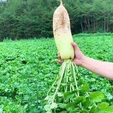 채소애 국내산 무 2kg, 1박스, 2kg (무 1-2개)
