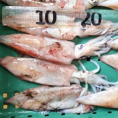 남해안 한치 손질 500g 물회용 한치물회 꼴뚜기