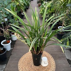 고급란 고급동양란 황룡관 난초 광명IC화훼유통, 1개