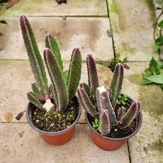 소우각 (소품) 1+1 소뿔닮은 선인장 가시없어요 키우기 쉬운