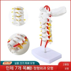경추 척추 모형 병원 인체 해부학 실습 교육용, 20x15x8 cm
