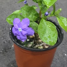 야영화 브룬펠시아 자스민 건돌이, 1개, 기본