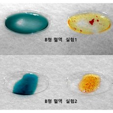 학교 과학 혈액 응집반응 관찰 실험 혈액형 판별 5인세트 실험놀이 실험실습, 1개, 상세페이지참조