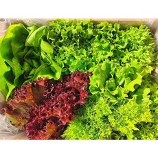 [무농약인증/GAP인증] 달달한~ 유럽샐러드 1kg/ ( 6~8종) / 친환경 모듬채소 쌈채소 버터헤드 크리스탈 카이피라 산지직송, 1kg, 1개