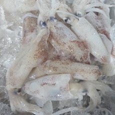 당일조업 국내산 횟감용 한치 생물, 1박스, 500g