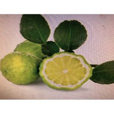 【NEW DIRECTIONS】檸檬精油 1KG 原裝罐, 1個