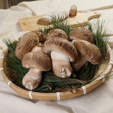 산지직송 국내산 송화고 버섯 못난이 가정용 500g 1kg 송고버섯, 송화고버섯 일반 / 500g