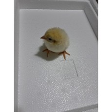 먹이용 냉동쥐 뱀먹이 냉동 병아리 50마리, 30g, 50개